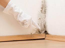 Reliable Wesley Chapel, NC Mold Inspection Solutions